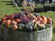  - Święto Złotej Dyni w Morzyczynie - zdjęcie nr 5